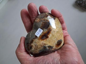 Septaria hart. groot beschikbaar voor biedingen