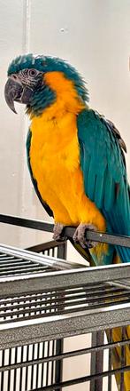 Caninde blauwkeel Ara Pop, Dieren en Toebehoren, Vrouwelijk, Papegaai, Geringd