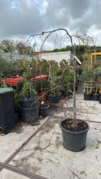 Rode treurbeuk unieke boom is er maar 1 in deze vorm ., Tuin en Terras, Planten | Bomen, Bloeit niet, 100 tot 250 cm, Ophalen