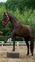 Leasepony E pony, verzorger gezocht, verzorgpaard aangeboden, Dieren en Toebehoren, Paarden en Pony's | Overige Paardenspullen