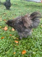 Haan Zijdehooender, Dieren en Toebehoren, Pluimvee, Mannelijk, Kip