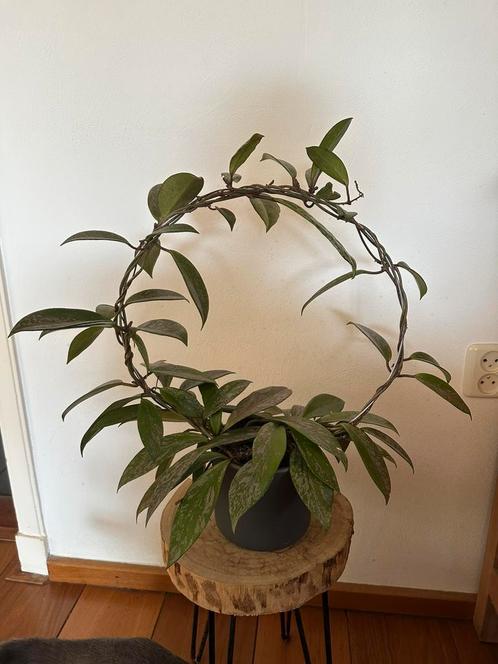 Hoya Pubicalyx Silver Spots, Huis en Inrichting, Kamerplanten, Overige soorten, Minder dan 100 cm, Ophalen of Verzenden