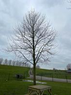 2 tulpenbomen liriodendron tulipifera, 400 cm of meer, Ophalen of Verzenden