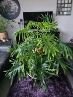 Grote kamerplant Tree Filodendron 110x150, Ophalen, Overige soorten