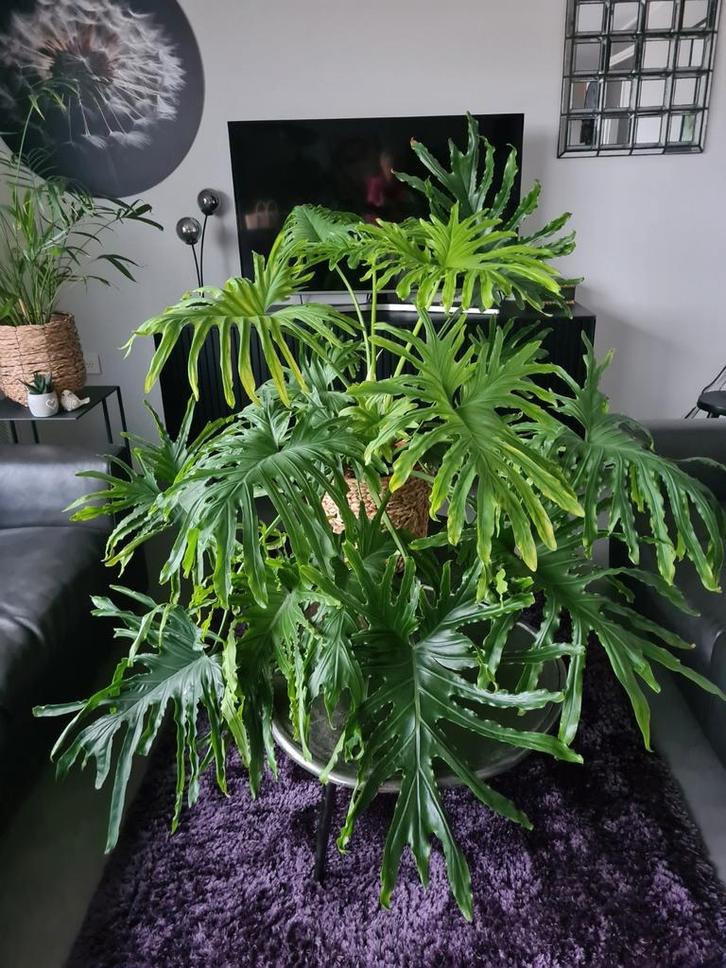 Grote kamerplant Tree Filodendron 110x150, Huis en Inrichting, Kamerplanten, Overige soorten, Ophalen