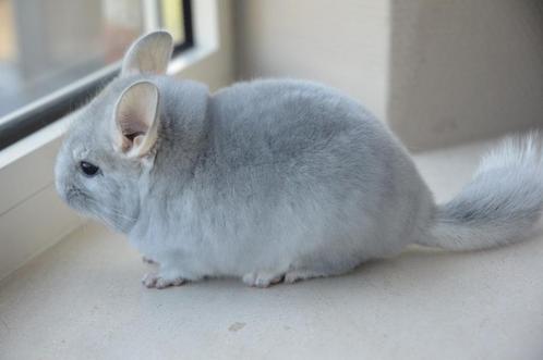 chinchilla 4 leuke bokjes, Dieren en Toebehoren, Knaagdieren, Mannelijk, Chinchilla, Na 1 juli 2024