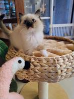 Ragdoll kittens met stamboom, Dieren en Toebehoren, Meerdere dieren, Gechipt, 0 tot 2 jaar