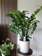 Prachtige Emerald palm., Huis en Inrichting, Kamerplanten, Ophalen, Overige soorten