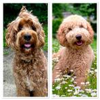 Aankondiging Australian labradoodle puppy’s, Dieren en Toebehoren, Overige rassen, CDV (hondenziekte), 8 tot 15 weken, Meerdere