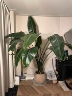 Prachtige grote Strelitzia Nicolai xxl inclusief pot, Ophalen, 200 cm of meer, Overige soorten, In pot
