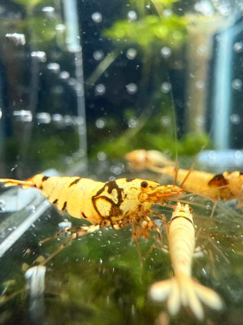 Black crystals, Dieren en Toebehoren, Insecten en Spinnen, Bijen
