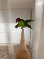 Violtjes lori, Dieren en Toebehoren, Vogels | Parkieten en Papegaaien, Meerdere dieren, Parkiet