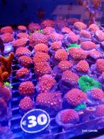 Koralen, Dieren en Toebehoren, Vissen | Aquariumvissen, Overige typen, Zoutwatervis