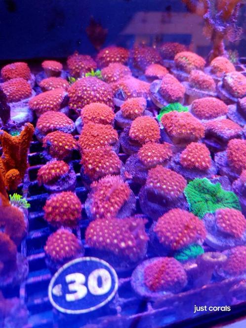 Koralen, Dieren en Toebehoren, Vissen | Aquariumvissen, Zoutwatervis, Overige typen