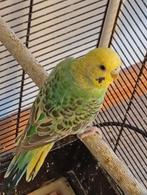 papegaai, Geslacht onbekend, Papegaai