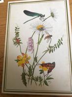 Marius Kolvoort, Verzenden