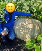 Reuzenpompoen zaden, Ophalen of Verzenden, Volle zon