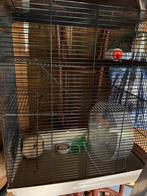 Knaagdieren kooi. Rattenkooi. Hamsterkooi, Dieren en Toebehoren, Ophalen, Minder dan 75 cm, Kooi, Minder dan 60 cm