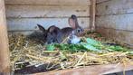 2 Rex konijntjes te koop, Dieren en Toebehoren, Konijnen, Meerdere dieren, Middelgroot, 0 tot 2 jaar