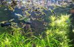 Guppen, Endler type, Dieren en Toebehoren, Vis, Zoetwatervis