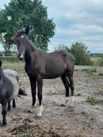Jaarling hengst zwart vader Diarado, Dieren en Toebehoren, Paarden, Hengst, Niet van toepassing, Minder dan 160 cm, 0 tot 2 jaar