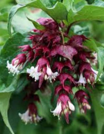 Leycesteria (grootmoeders oorbel) paarsrood-wit heester beschikbaar voor biedingen