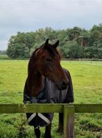 Gezocht: braaf familiepaard, Dieren en Toebehoren, Ophalen