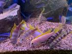 Labidochromis perlmutt Higga reef F2 € 3,50 p.stuk, Dieren en Toebehoren, Vissen | Aquariumvissen, Zoetwatervis, Vis