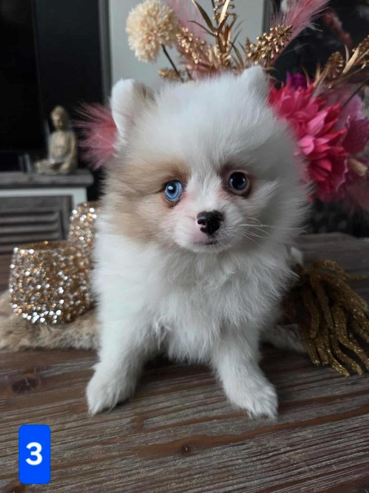 Prachtige pomeranian pups, Dieren en Toebehoren, Honden | Poolhonden, Keeshonden en Oertypen, Meerdere dieren, Keeshond, Particulier