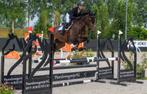 Allround springpaard, Dieren en Toebehoren, Paarden, Ruin, 3 tot 6 jaar