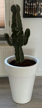 Cactus incluis ELHO URBAN LOFT  WIT /55h x 45 diameter, Ophalen, Cactus, Halfschaduw, Minder dan 100 cm