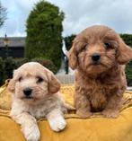 Maltipoo pups, Dieren en Toebehoren, Nederland, Overige rassen, 8 tot 15 weken, Meerdere