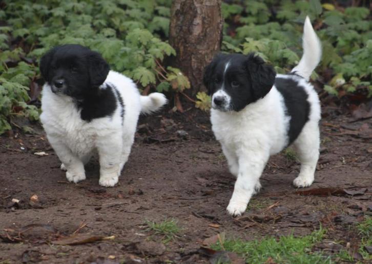 Te koop prachtige  fries stabij x kooiker puppy's, Dieren en Toebehoren, Honden | Niet-rashonden, Middel, Meerdere dieren, Particulier