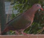 Groenvleugel duivin te koop, Dieren en Toebehoren, Vogels | Overige Vogels, Vrouwelijk