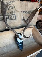 Damhert gewei, Ophalen of Verzenden, Gebruikt, Hert, Gewei of Kop