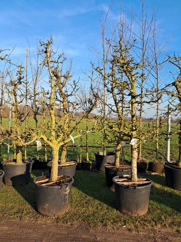 Oude karakteristieke laagstam stoofpeer bomen stoofperen beschikbaar voor biedingen