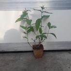 Driekleurige vlinderstruik Buddleja ´Flower Power´ 3 voor 10, Ophalen, Zomer, Overige soorten, Volle zon