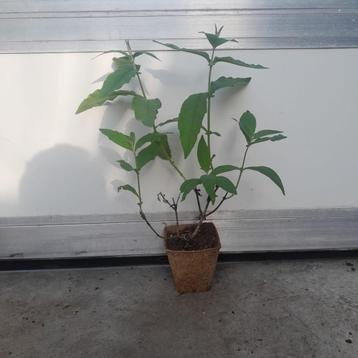 Driekleurige vlinderstruik Buddleja ´Flower Power´ 3 voor 10 beschikbaar voor biedingen