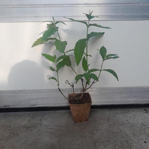 Driekleurige vlinderstruik Buddleja ´Flower Power´ 3 voor 10, Tuin en Terras, Planten | Tuinplanten, Overige soorten, Volle zon