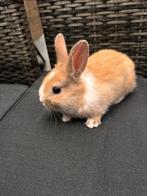 Baby konijntjes, Dieren en Toebehoren, Konijnen, Meerdere dieren, Dwerg