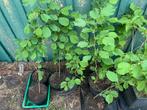 Bio Hazelaar struiken  9X €2,50 per stk, Tuin en Terras, Ophalen