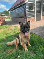 Duitse herder teef (langhaar), Dieren en Toebehoren, Honden | Herdershonden en Veedrijvers, Parvo, Teef, Eén hond, 3 tot 5 jaar