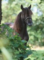 mooie Falabella merrie, Merrie, Met stamboom, 3 tot 6 jaar