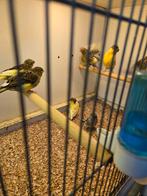 Gloster kanaries, Dieren en Toebehoren, Vogels | Kanaries, Meerdere dieren, Kleurkanarie