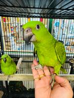 Geelnek amazone, Meerdere dieren, Papegaai, Pratend