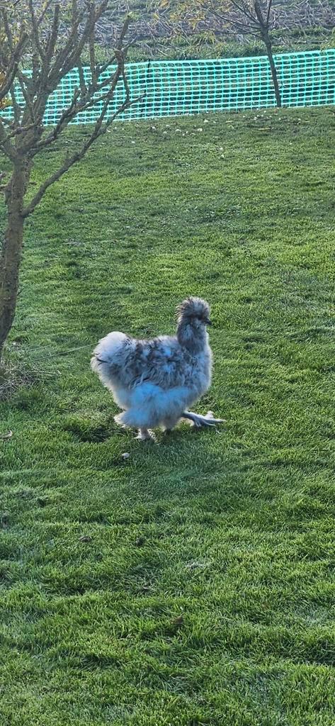Usa zijdehoender Piet, Dieren en Toebehoren, Pluimvee, Kip, Mannelijk