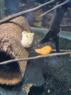 1 x L144 Blue eyes "shortfin", Dieren en Toebehoren, Vis, Zoetwatervis