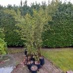 Zwarte Bamboe - Diverse Hoogtes, Tuin en Terras, Planten | Bomen, Bloeit niet, Overige soorten, 100 tot 250 cm, Ophalen