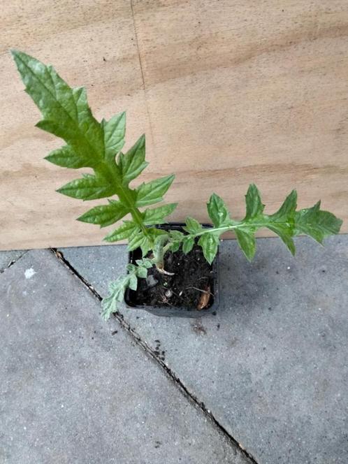 Echinops - kogeldistel, Tuin en Terras, Planten | Tuinplanten, Vaste plant, Overige soorten, Volle zon, Zomer, Ophalen