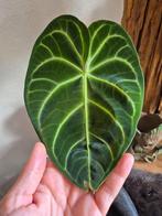 Anthurium regale, Huis en Inrichting, Kamerplanten, Ophalen of Verzenden, Overige soorten, Halfschaduw, Minder dan 100 cm